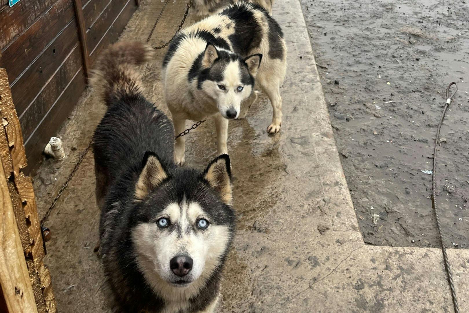Huskyhaven