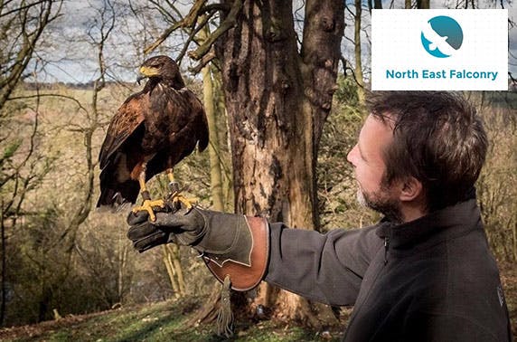 North East Falconry
