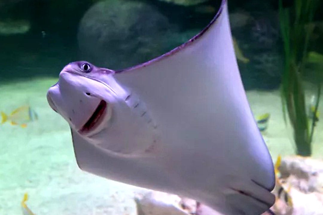 SEA LIFE Loch Lomond