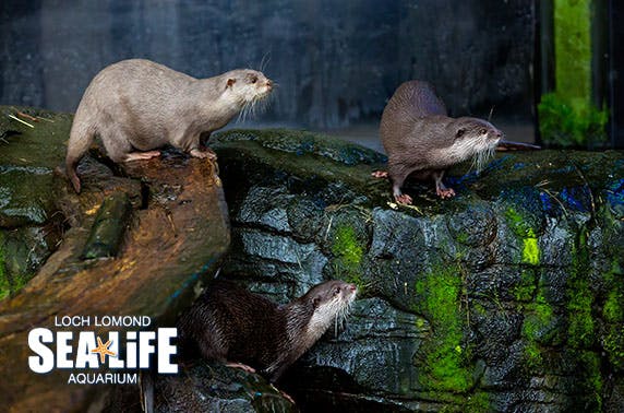 Loch Lomond Sea Life Centre