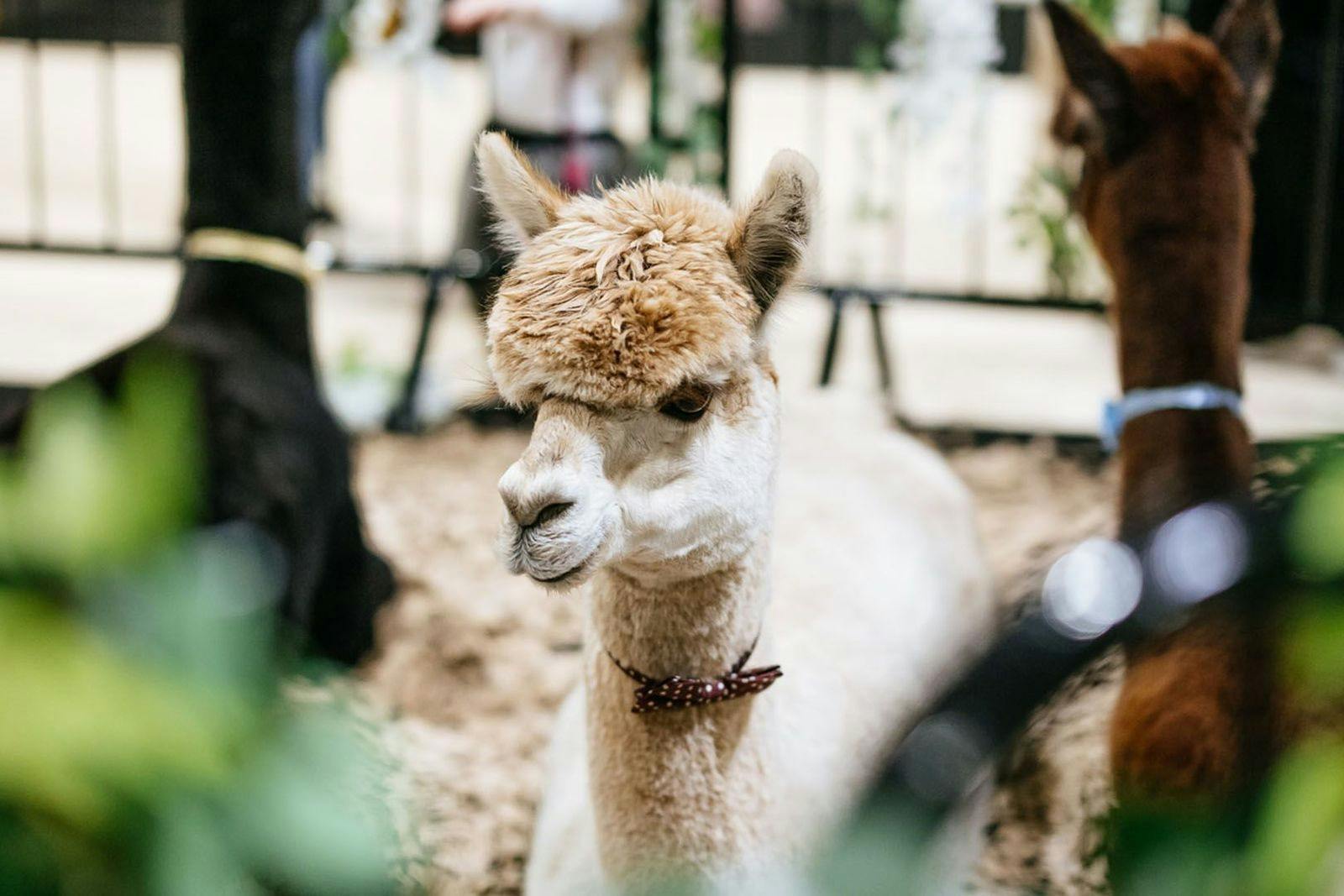 The Scottish Wedding Show