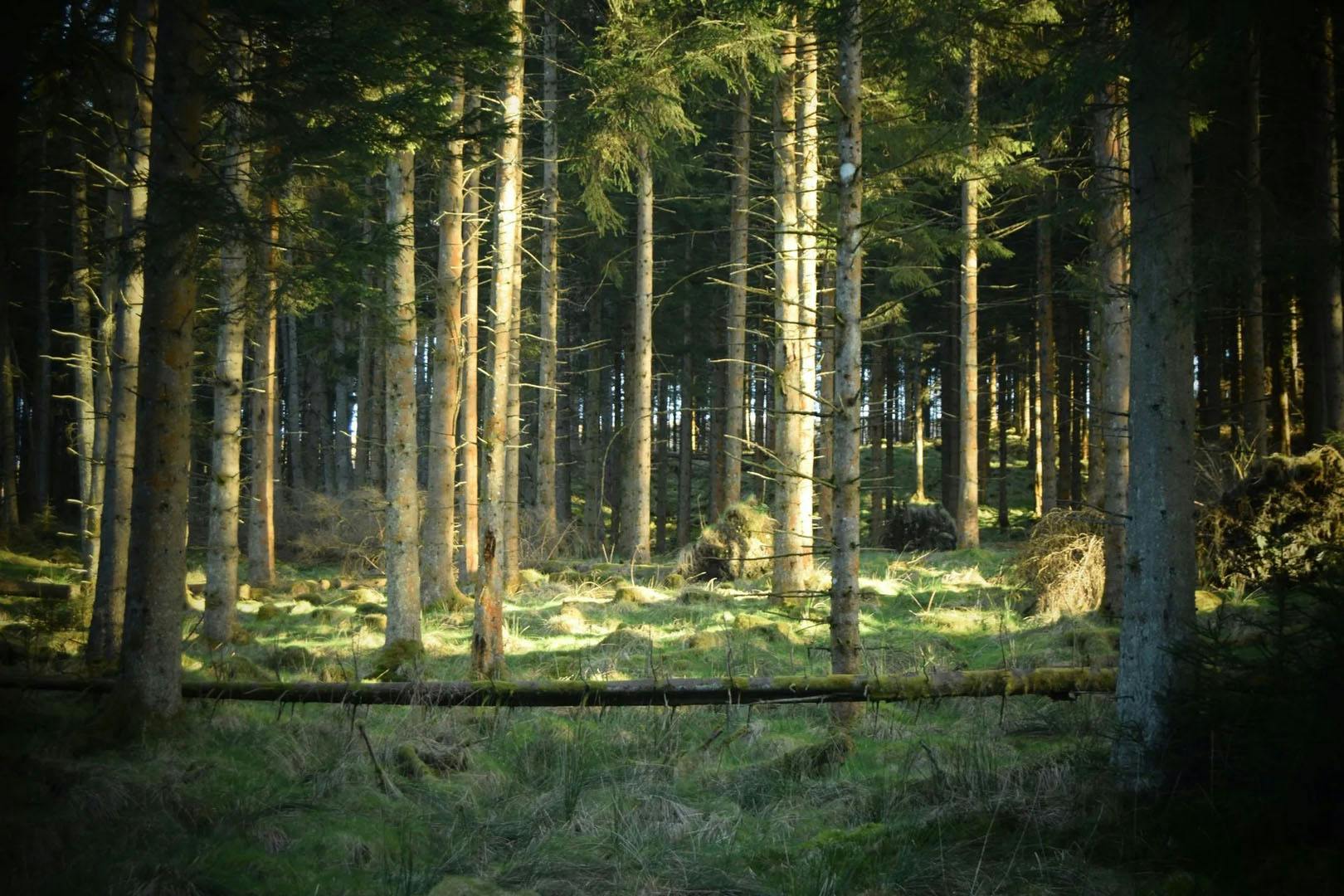 Bridge of Cally Hotel