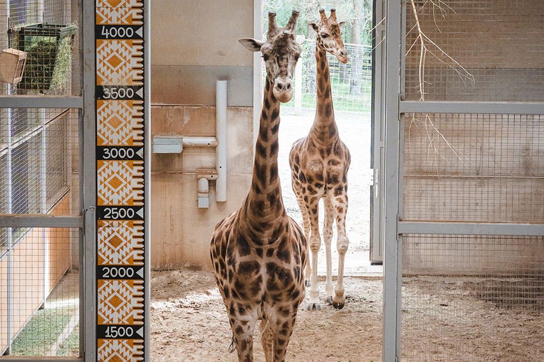 Edinburgh Zoo