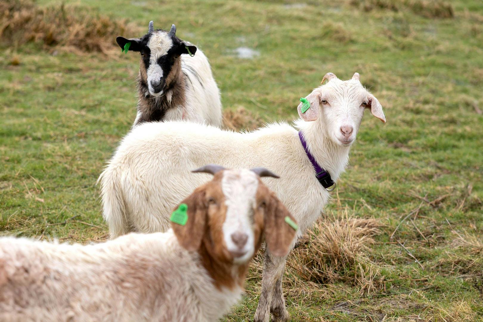 Loch Lomond Faerie Trail