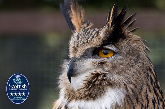 Loch Lomond Bird of Prey Centre
