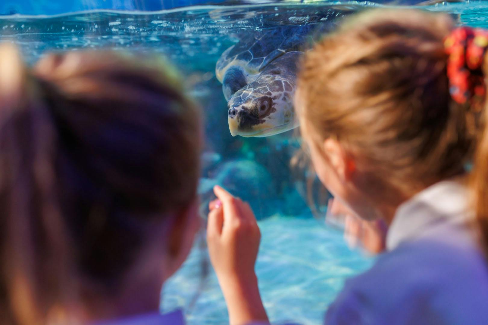 SEA LIFE Loch Lomond