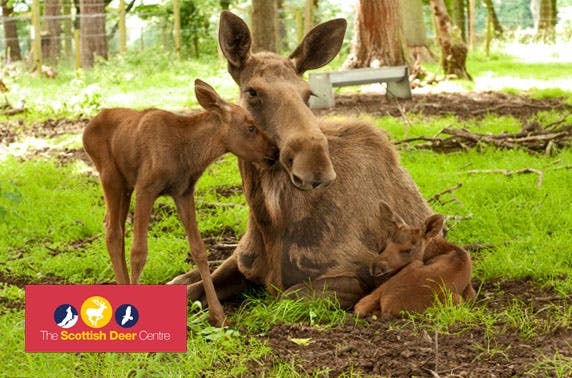 The Scottish Deer Centre
