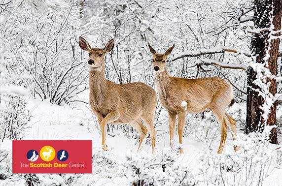 The Scottish Deer Centre