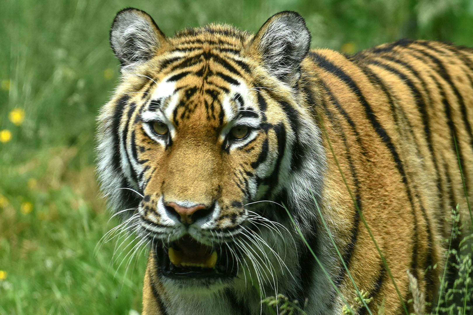 Highland Wildlife Park