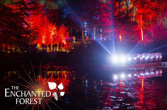 Enchanted Forest