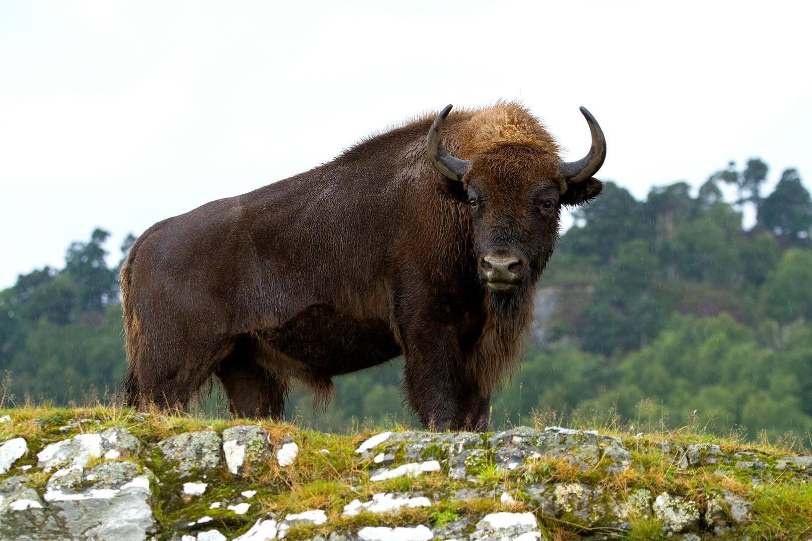 Highland Wildlife Park