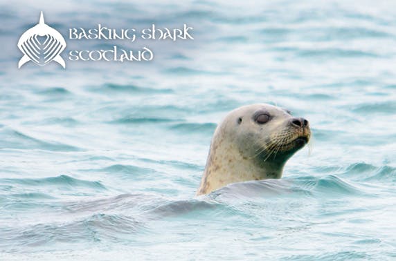 Basking Shark Scotland 