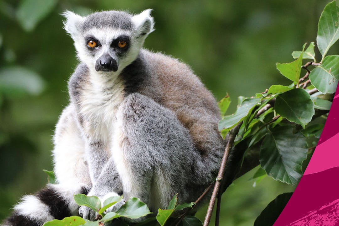 Edinburgh Zoo