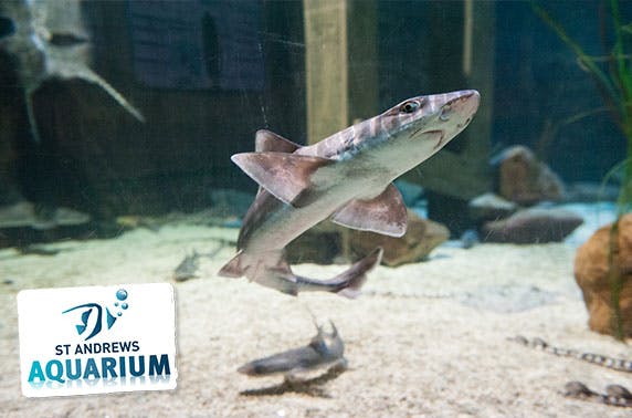 St Andrews Aquarium