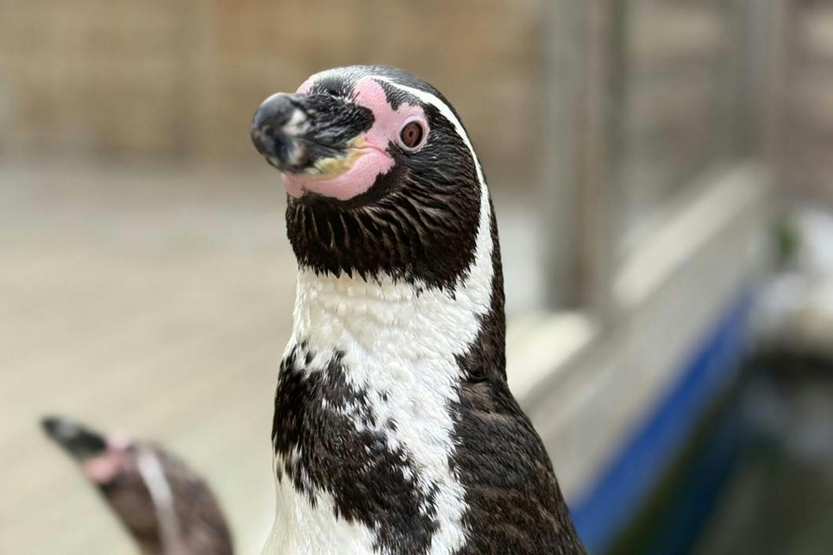 St Andrews Aquarium