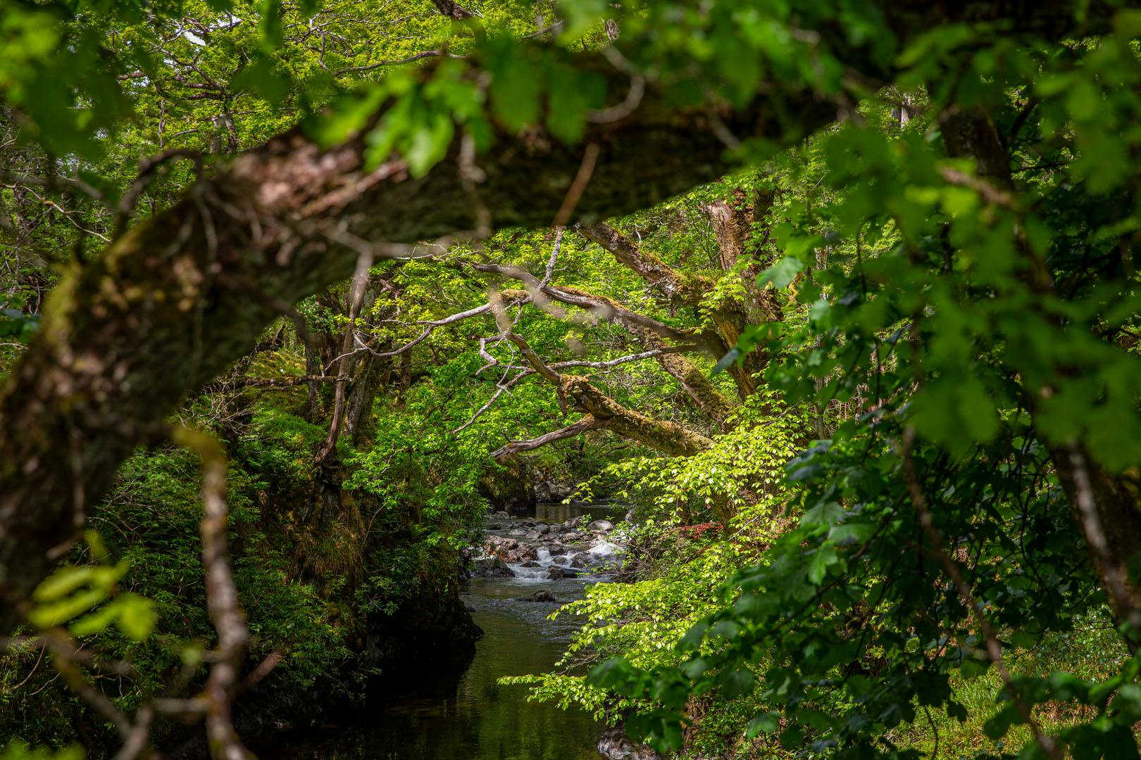 Loch Lomond Nature & Faerie Trails