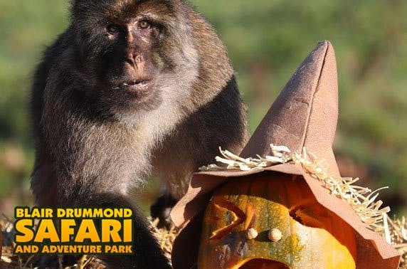 Blair Drummond Safari and Adventure Park 