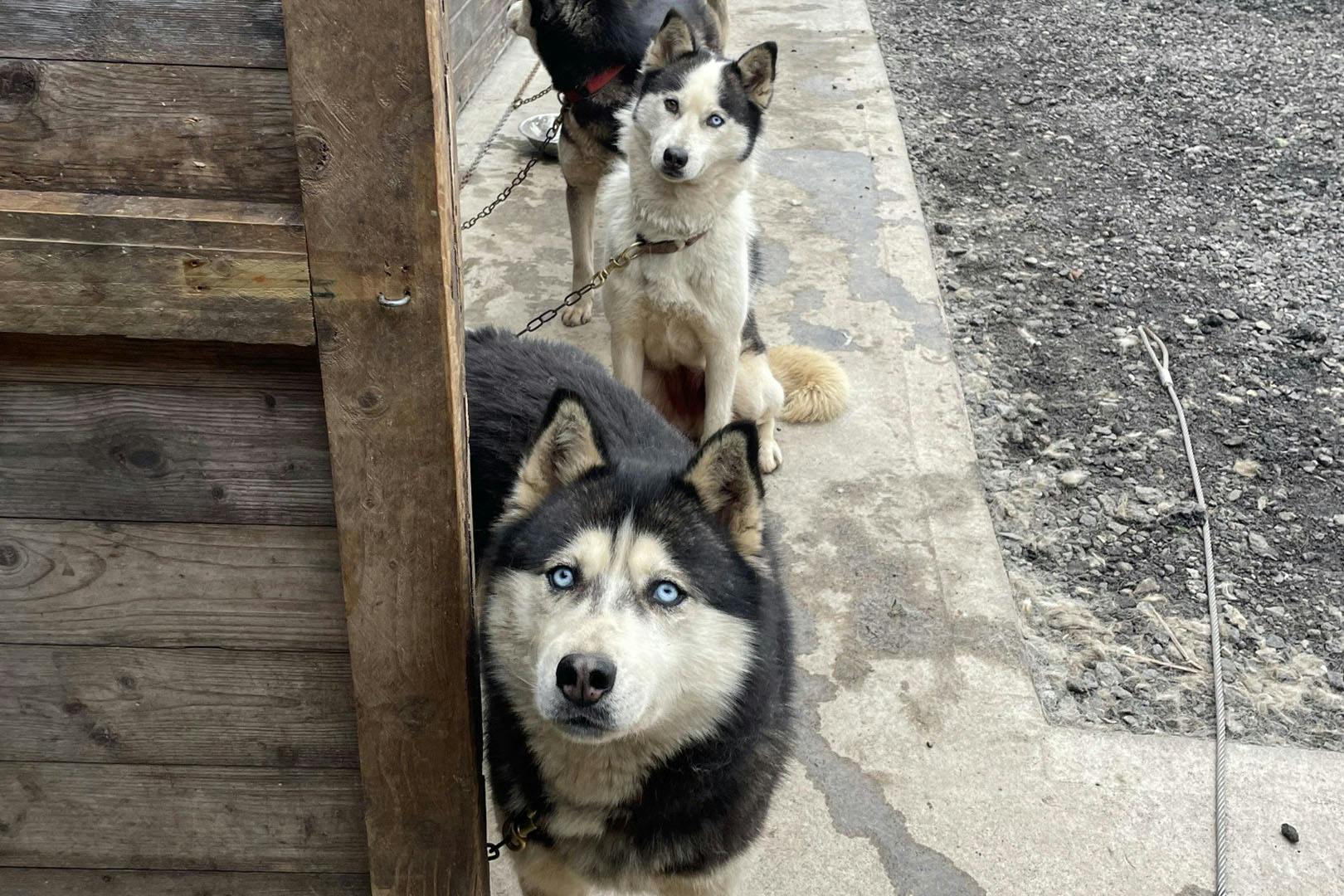 Huskyhaven
