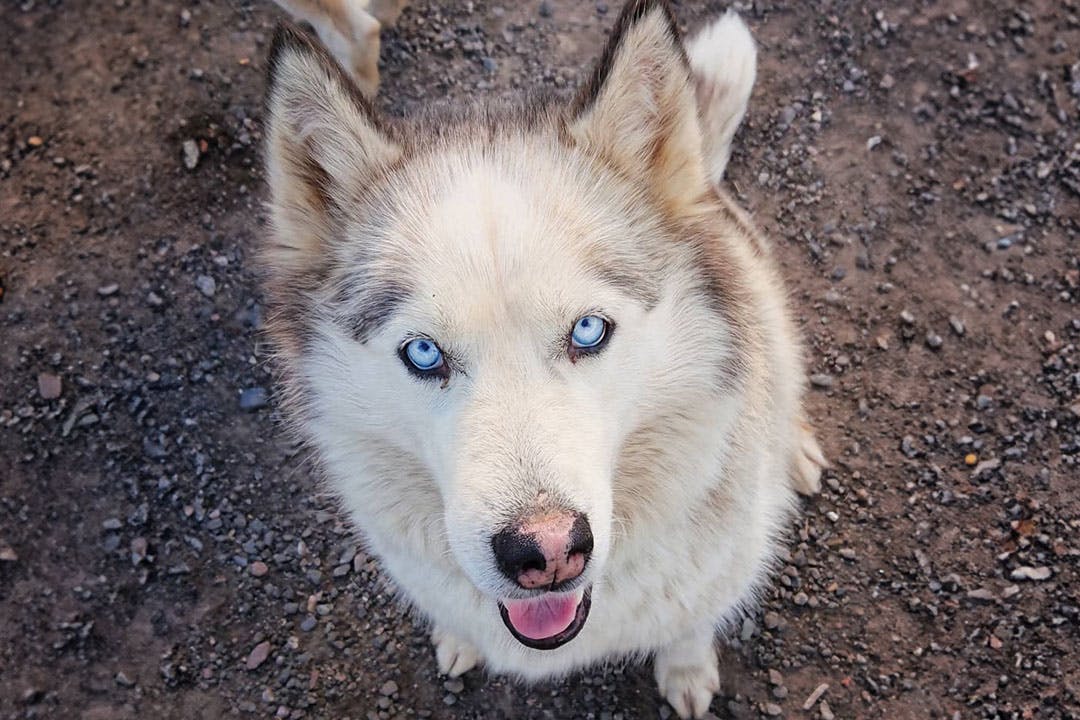 Huskyhaven
