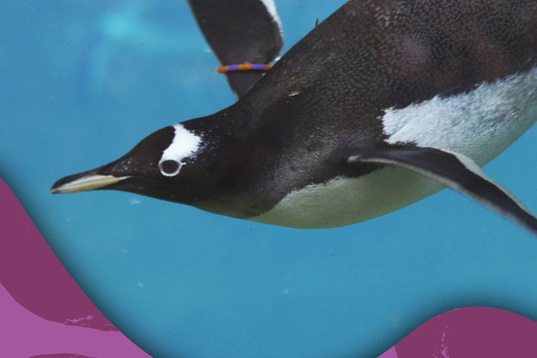 Edinburgh Zoo