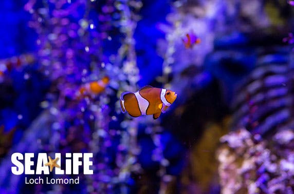 Loch Lomond Sea Life Centre
