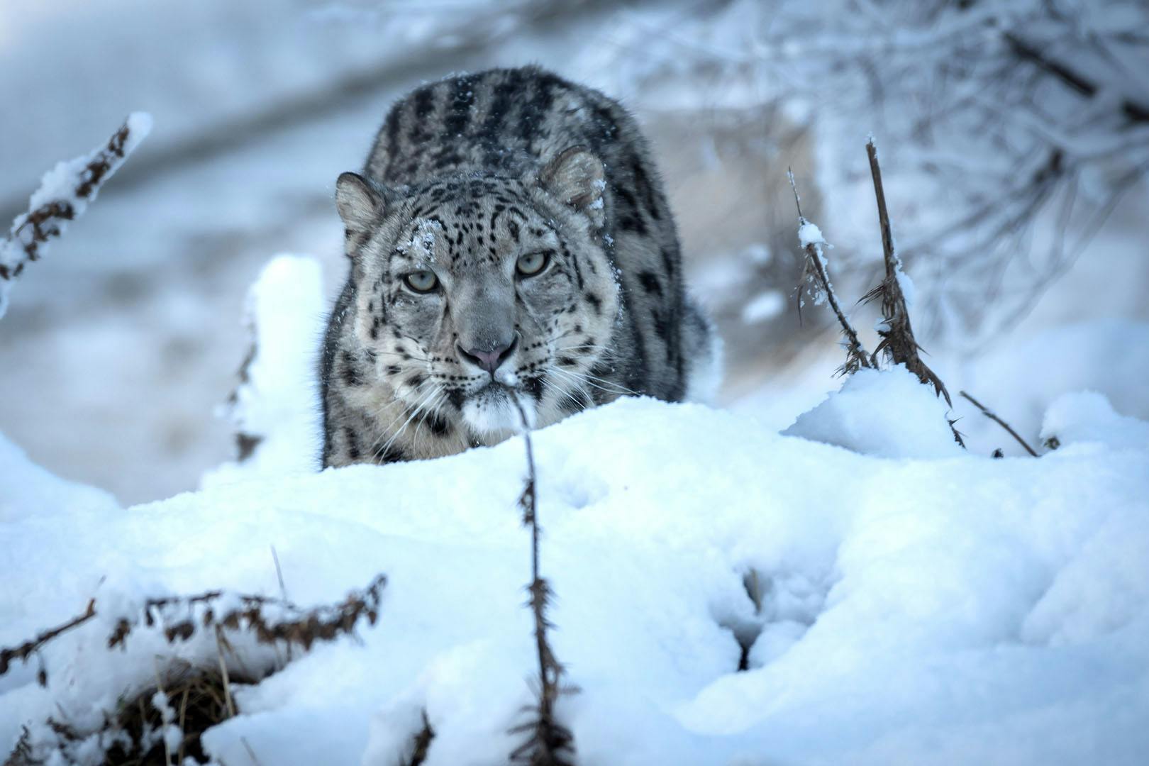 Highland Wildlife Park