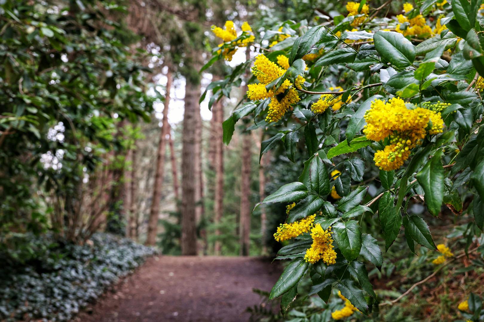 St Andrews Botanic Garden
