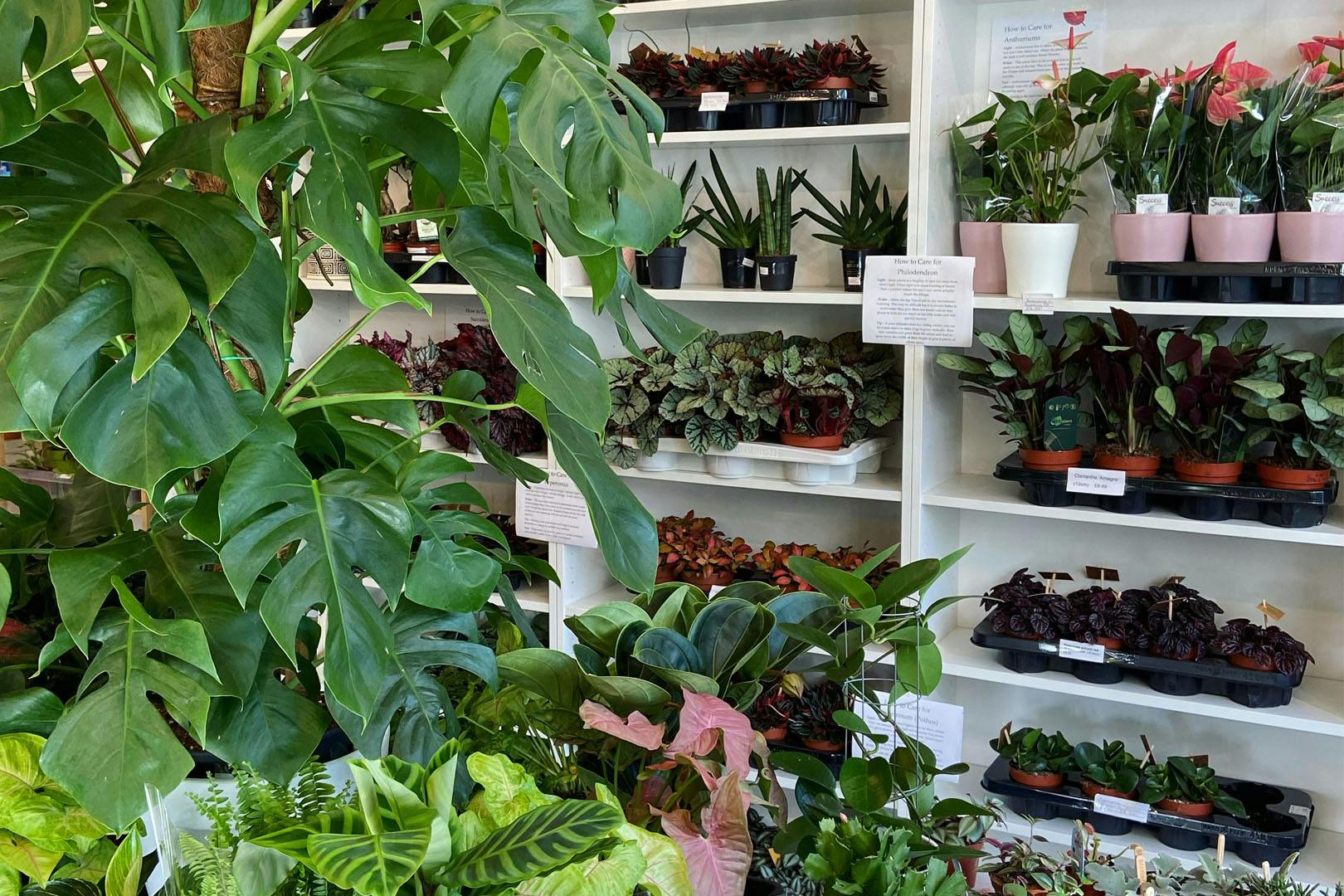 Green Living Glasgow