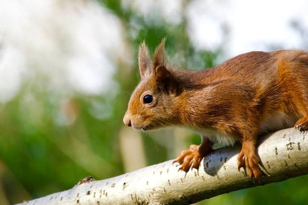 Ericht Holiday Lodges