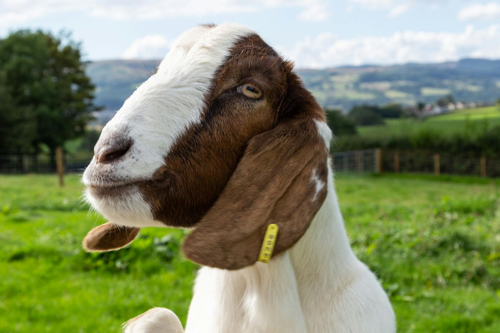 The Cuddies Loch Lomond