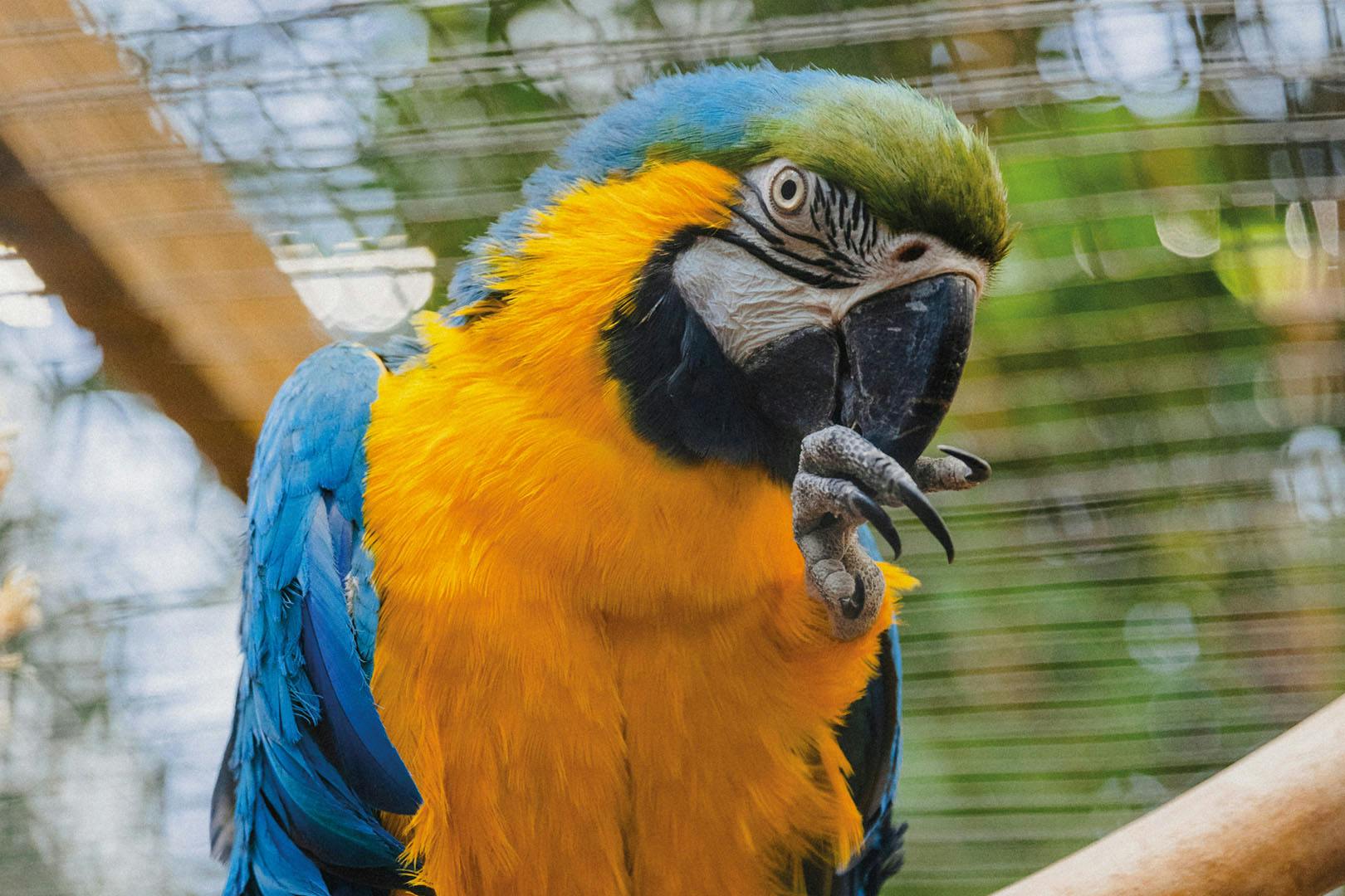 Amazonia at M&Ds