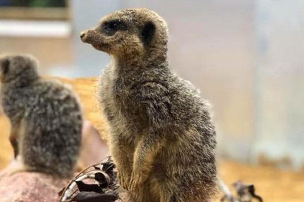 Northumberland College Zoo