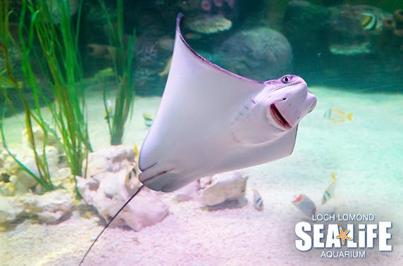 Sea Life Centre Loch Lomond