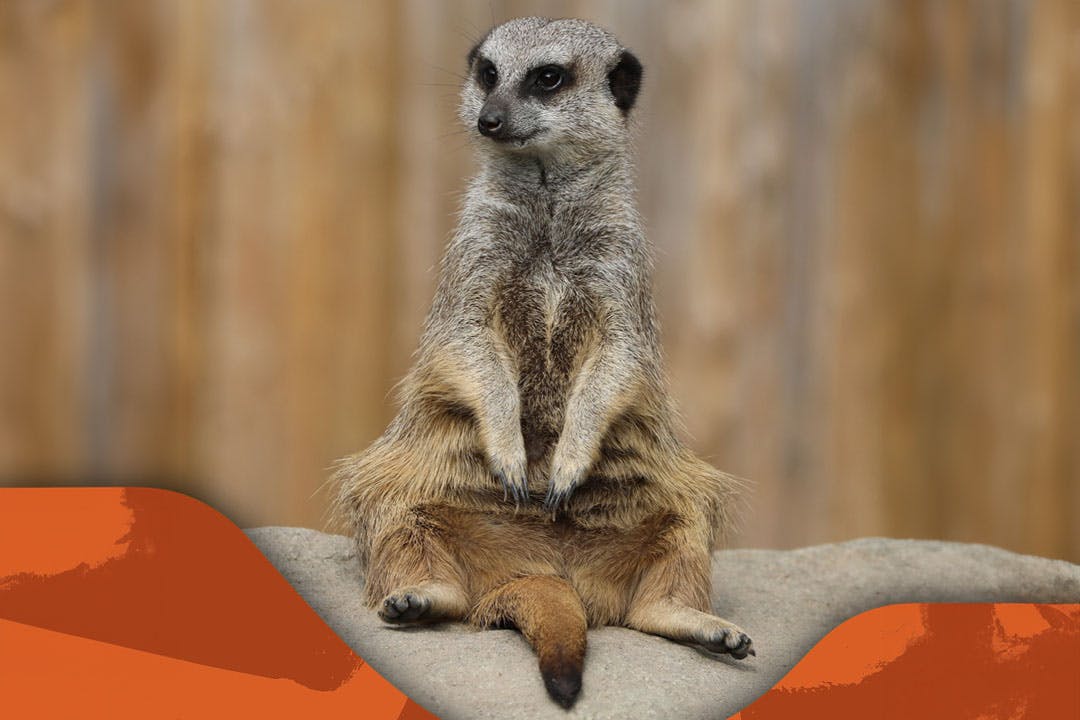 Edinburgh Zoo