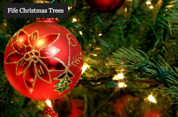 Fife Christmas Trees
