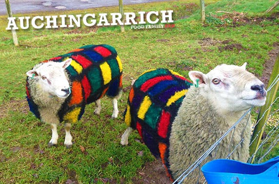 Auchingarrich Wildlife Centre