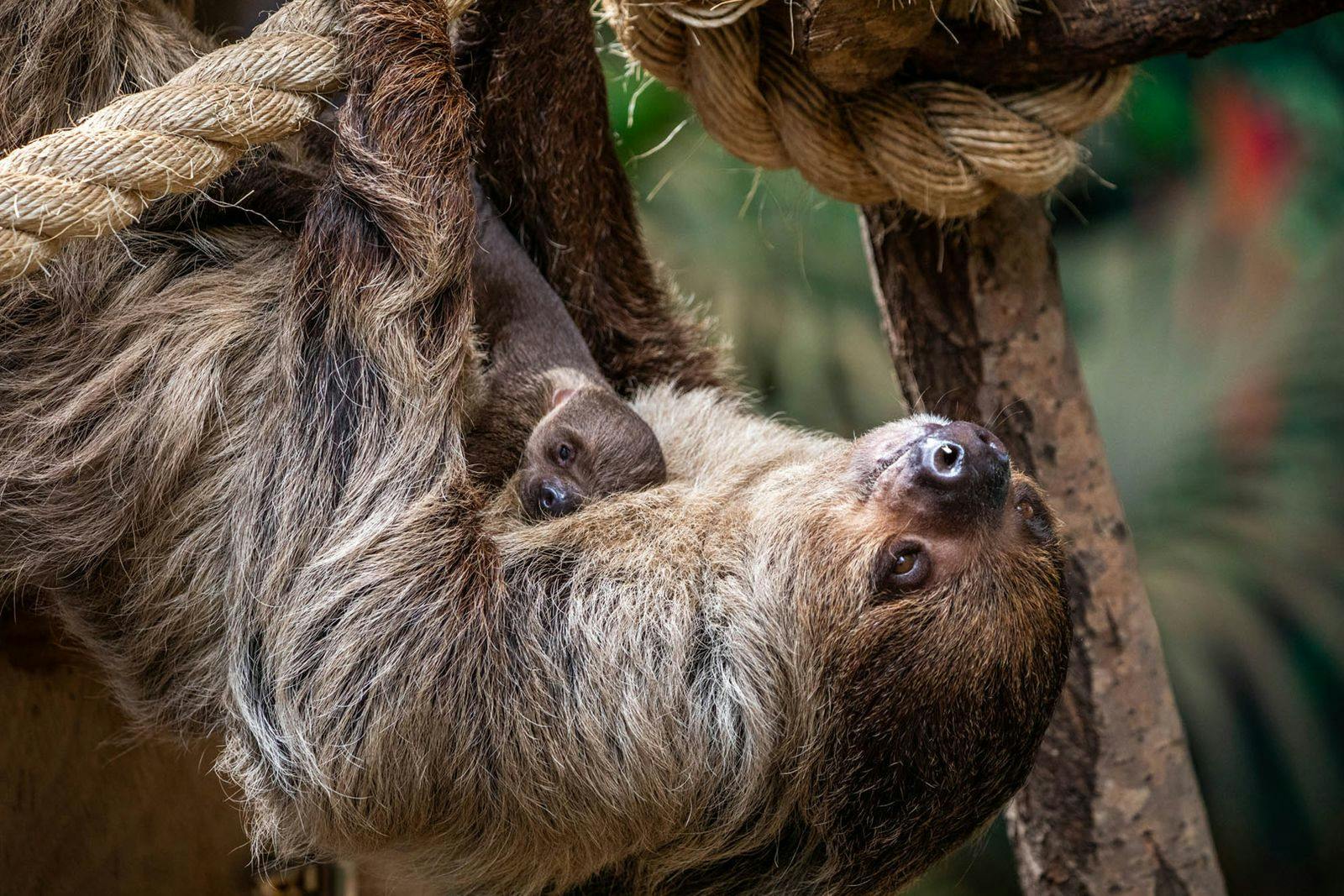 Edinburgh Zoo