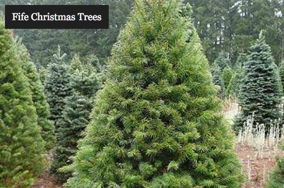 Fife Christmas Trees