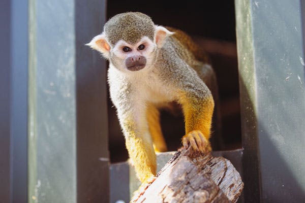 Northumberland College Zoo