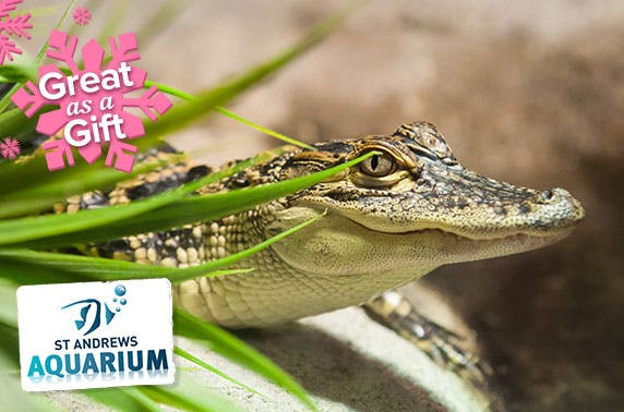 St Andrews Aquarium