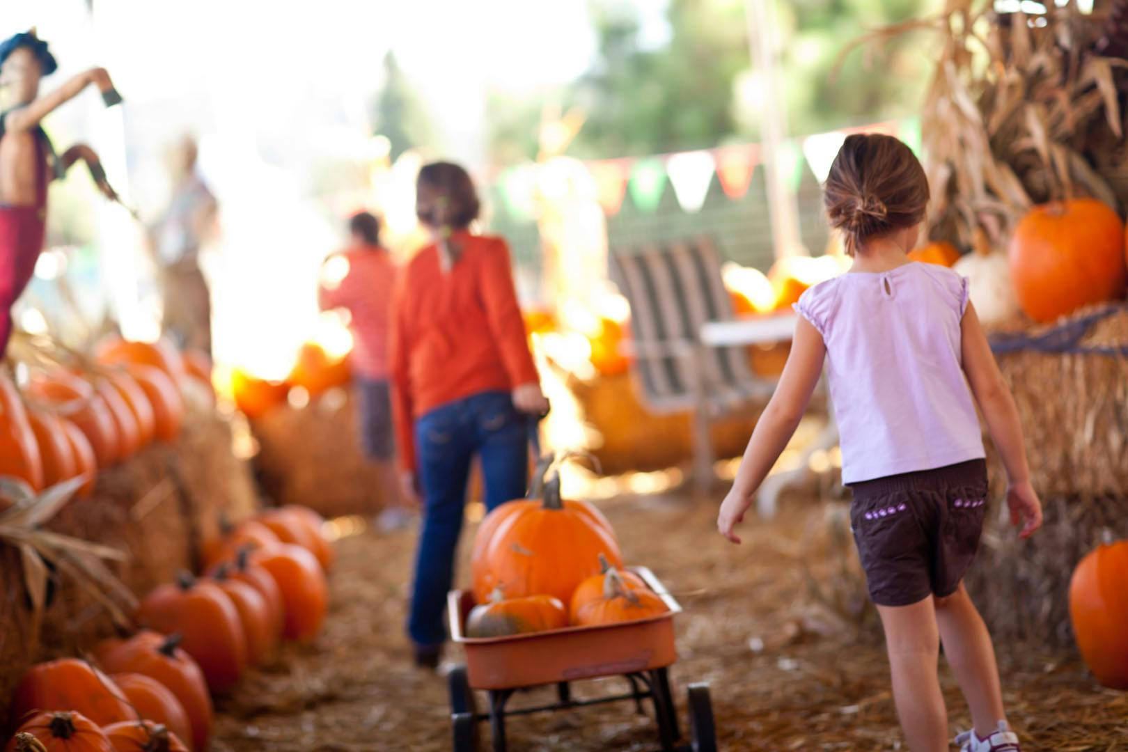Alpacas of Scotland Experiences