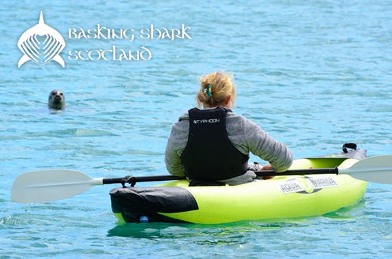 Basking Shark Scotland 