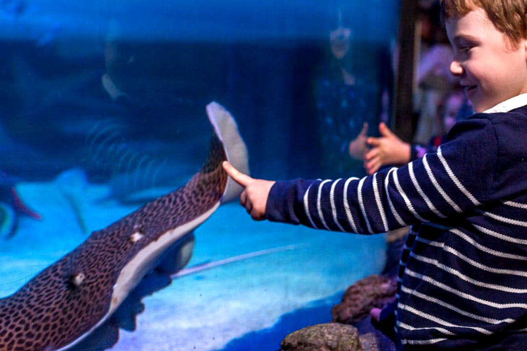 SEA LIFE Loch Lomond