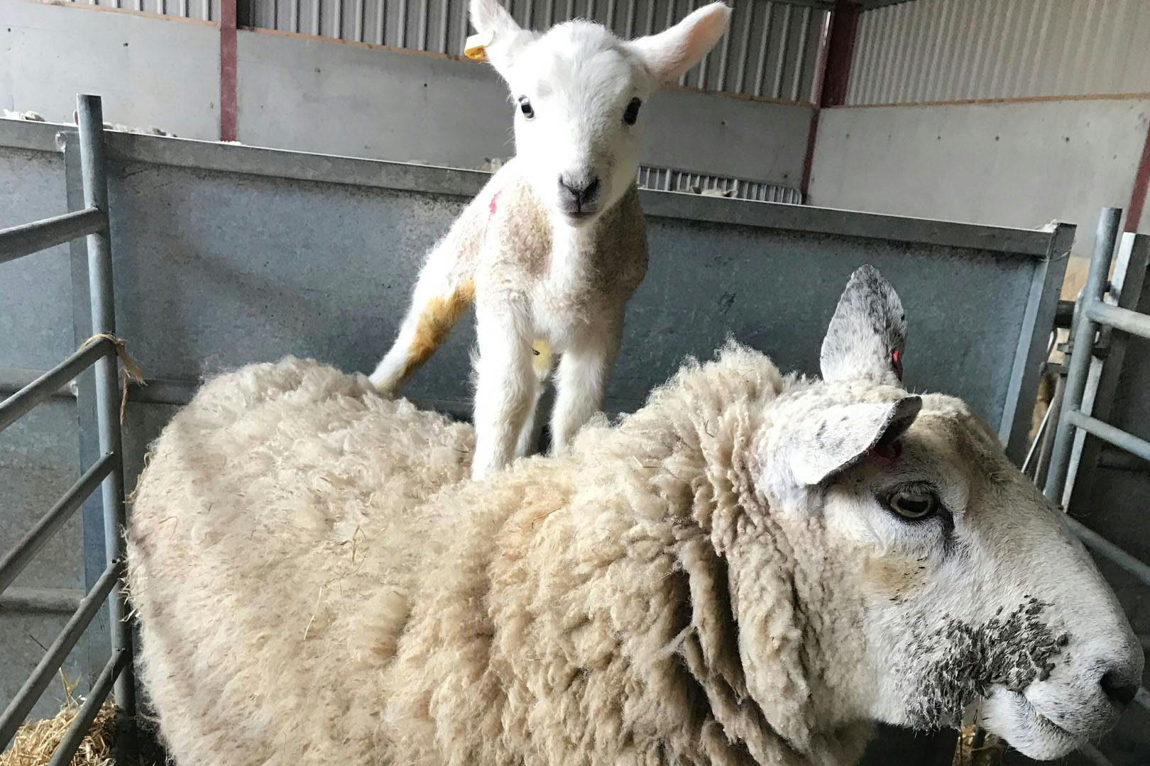Boutique Farm Bothies
