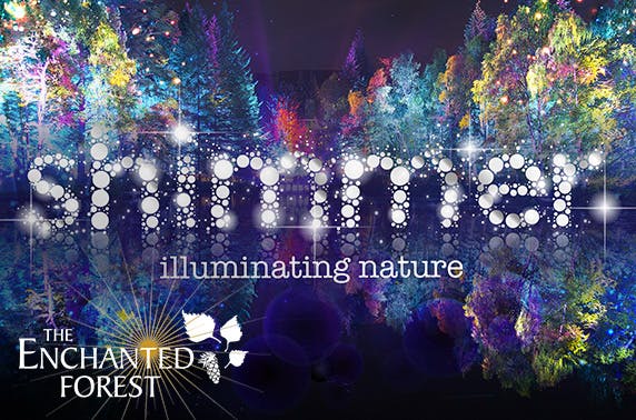 Enchanted Forest