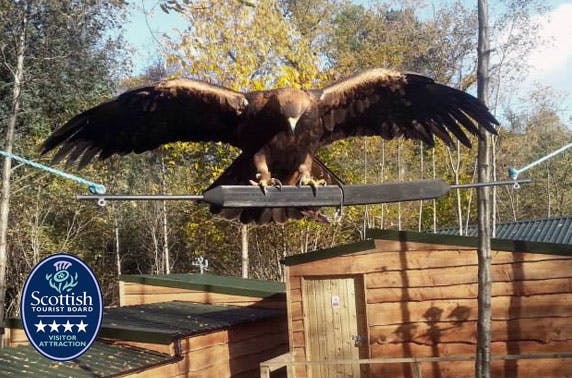 Loch Lomond Bird of Prey Centre