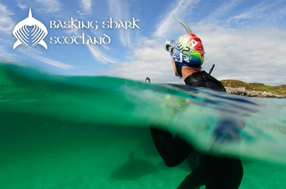 Basking Shark Scotland 