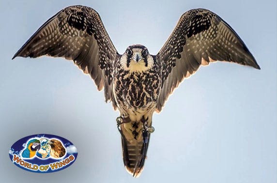 World of Wings 