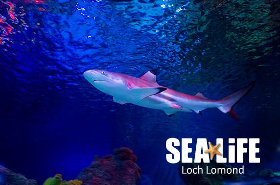 Loch Lomond Sea Life Centre