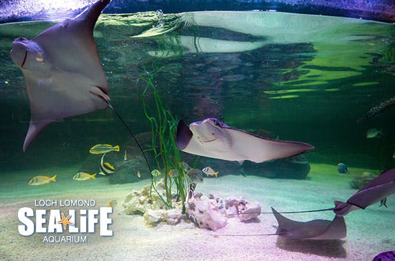 Loch Lomond Sea Life Centre